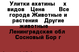 Улитки ахатины  2-х видов › Цена ­ 0 - Все города Животные и растения » Другие животные   . Ленинградская обл.,Сосновый Бор г.
